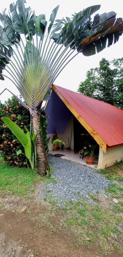 Ballena Oasis Homes & Glamping Увіта Екстер'єр фото